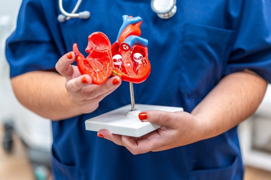 A nurse holding a model of the interior of a human heart