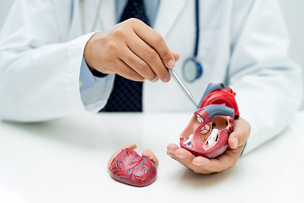 A healthcare professional showing the insides of a human heart using a plastic model